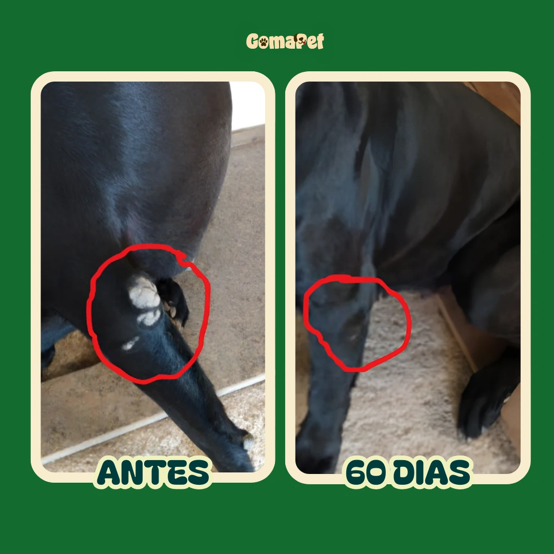 Antes e depois de 60 dias usando GomaPet — melhora visível na pele da pata do cão